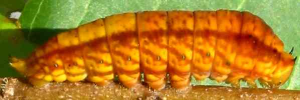 Larvae